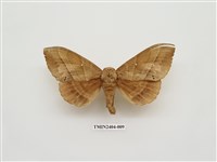 藏品(大灰枯葉蛾)的圖片